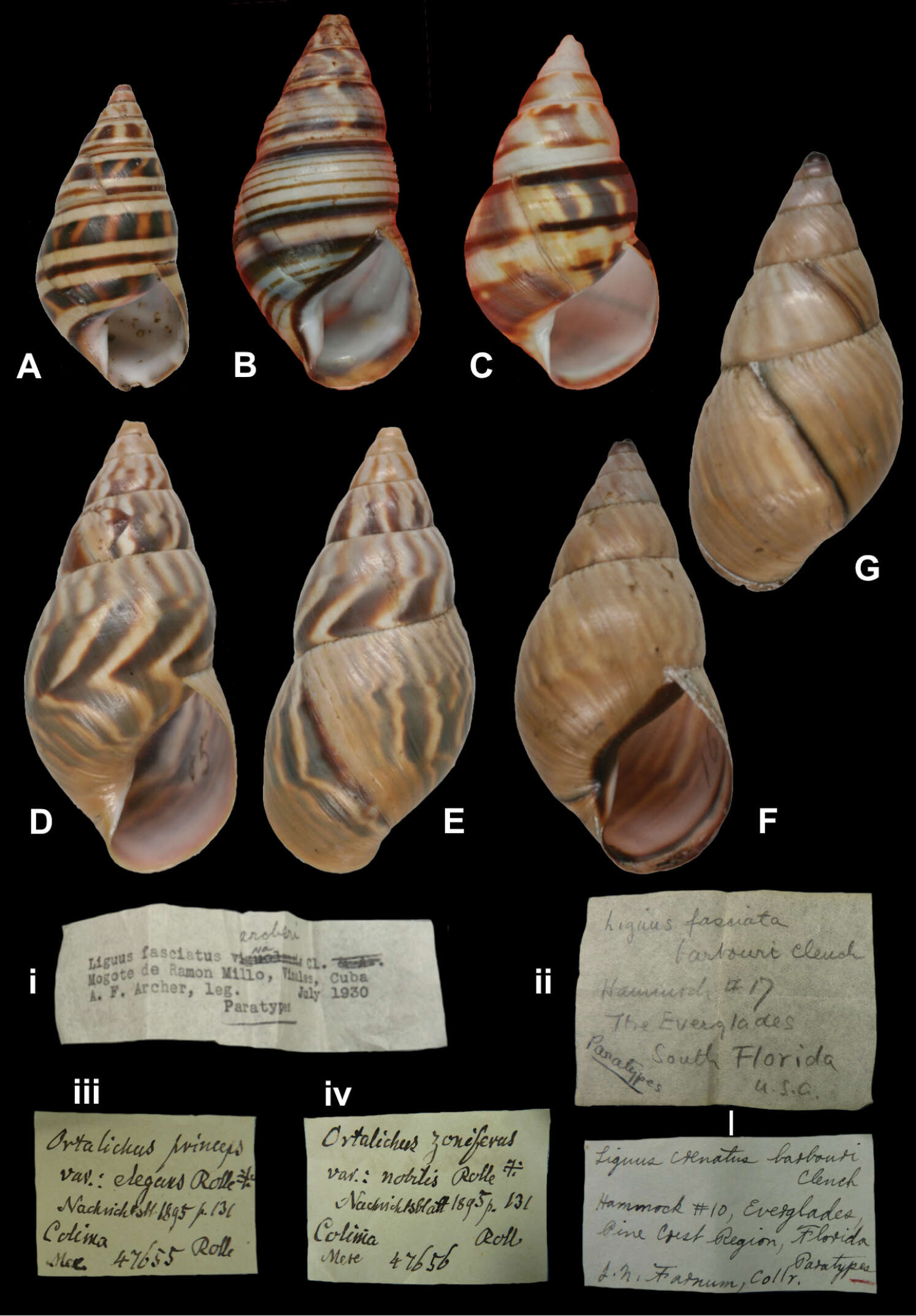 Image of <i>Liguus crenatus</i>