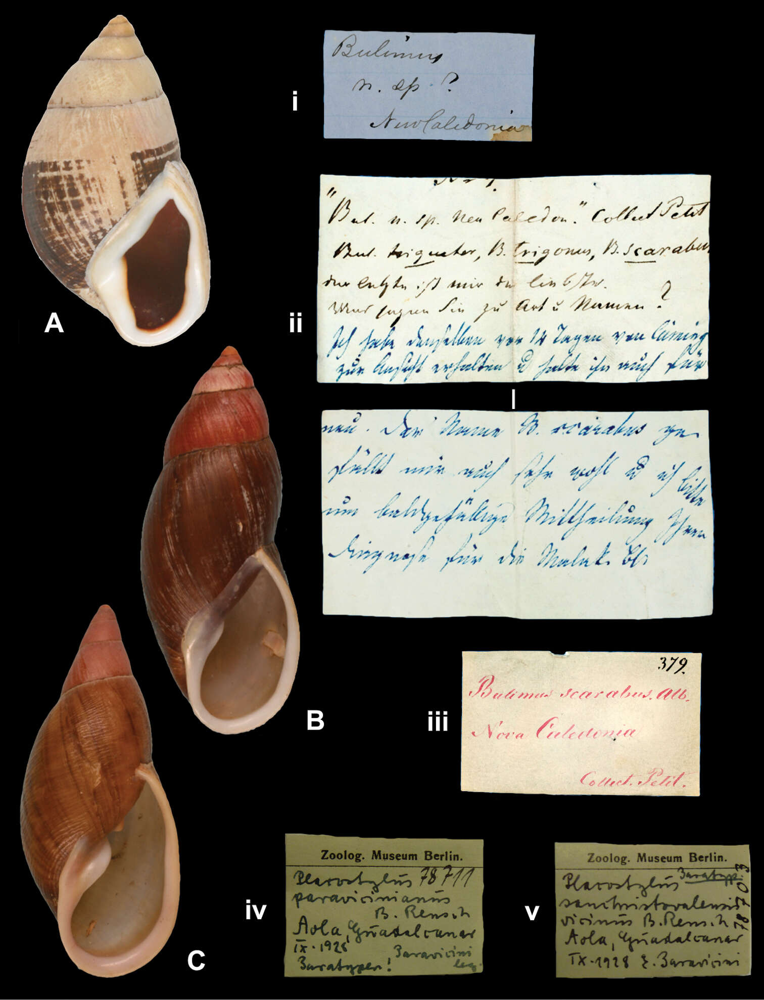 Imagem de Eumecostylus vicinus (B. Rensch 1934)