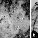 Image of Euryspongia raouchensis Vacelet, Bitar, Carteron, Zibrowius & Pérez 2007