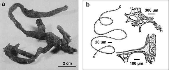 Image of Irciniidae Gray 1867