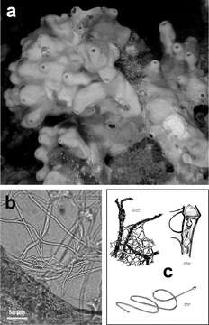 Image of Irciniidae Gray 1867