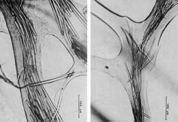 Image of Scalarispongia Cook & Bergquist 2000