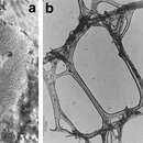 Image of Scalarispongia scalaris (Schmidt 1862)