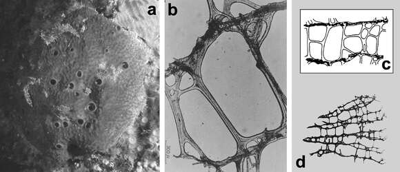 Image of Scalarispongia Cook & Bergquist 2000