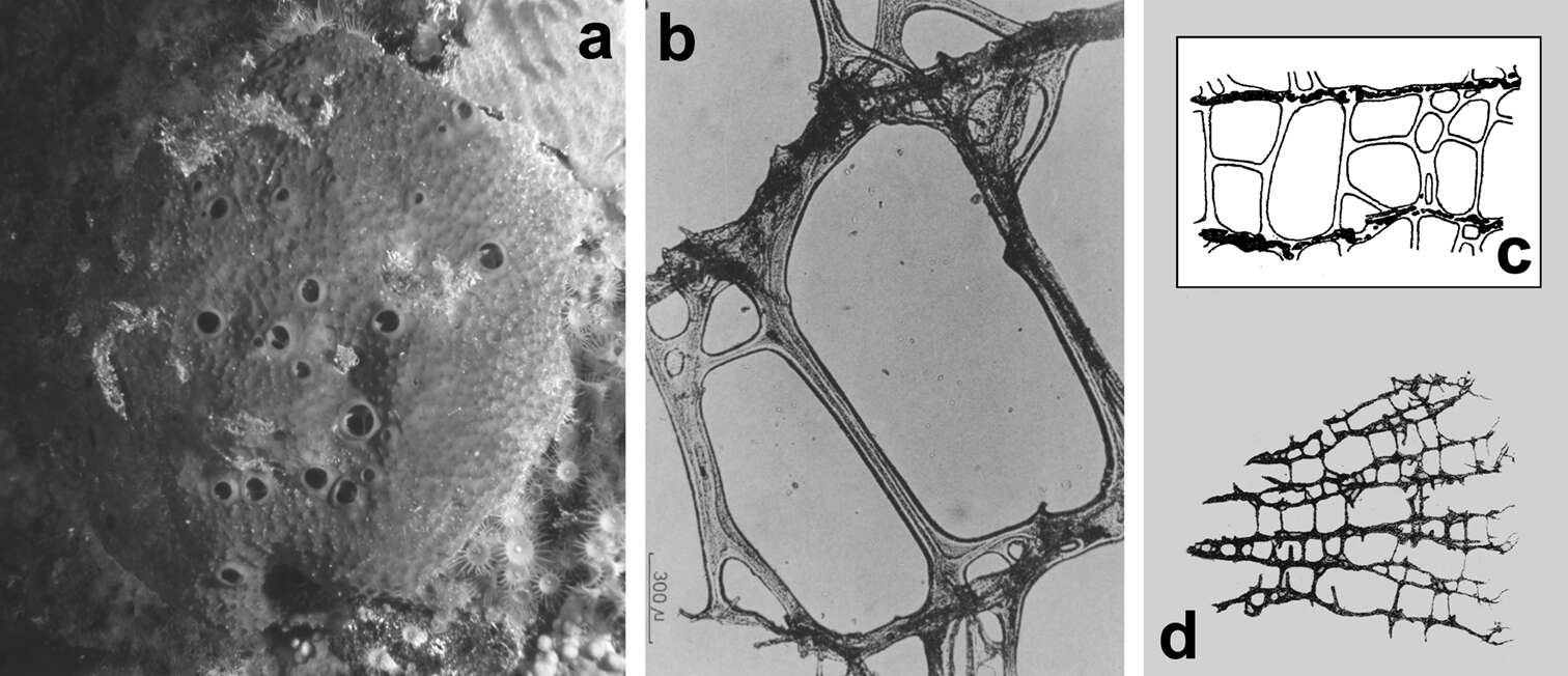 Image of Scalarispongia Cook & Bergquist 2000