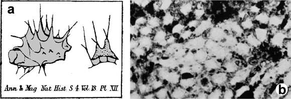 Plancia ëd Chelonaplysilla Laubenfels 1948