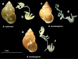 Imagem de Bithynia hambergerae A. Reischütz, N. Reischütz & P. L. Reischütz 2008