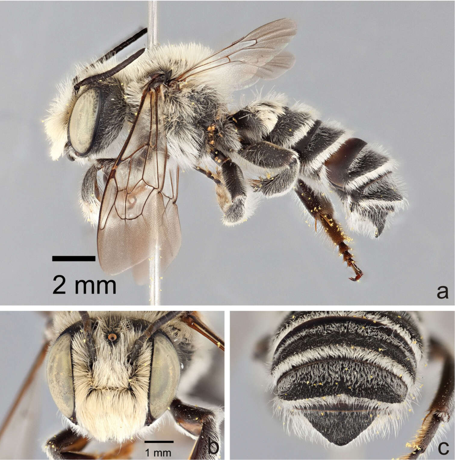 Image of Megachile (Megachiloides) chomskyi Sheffield