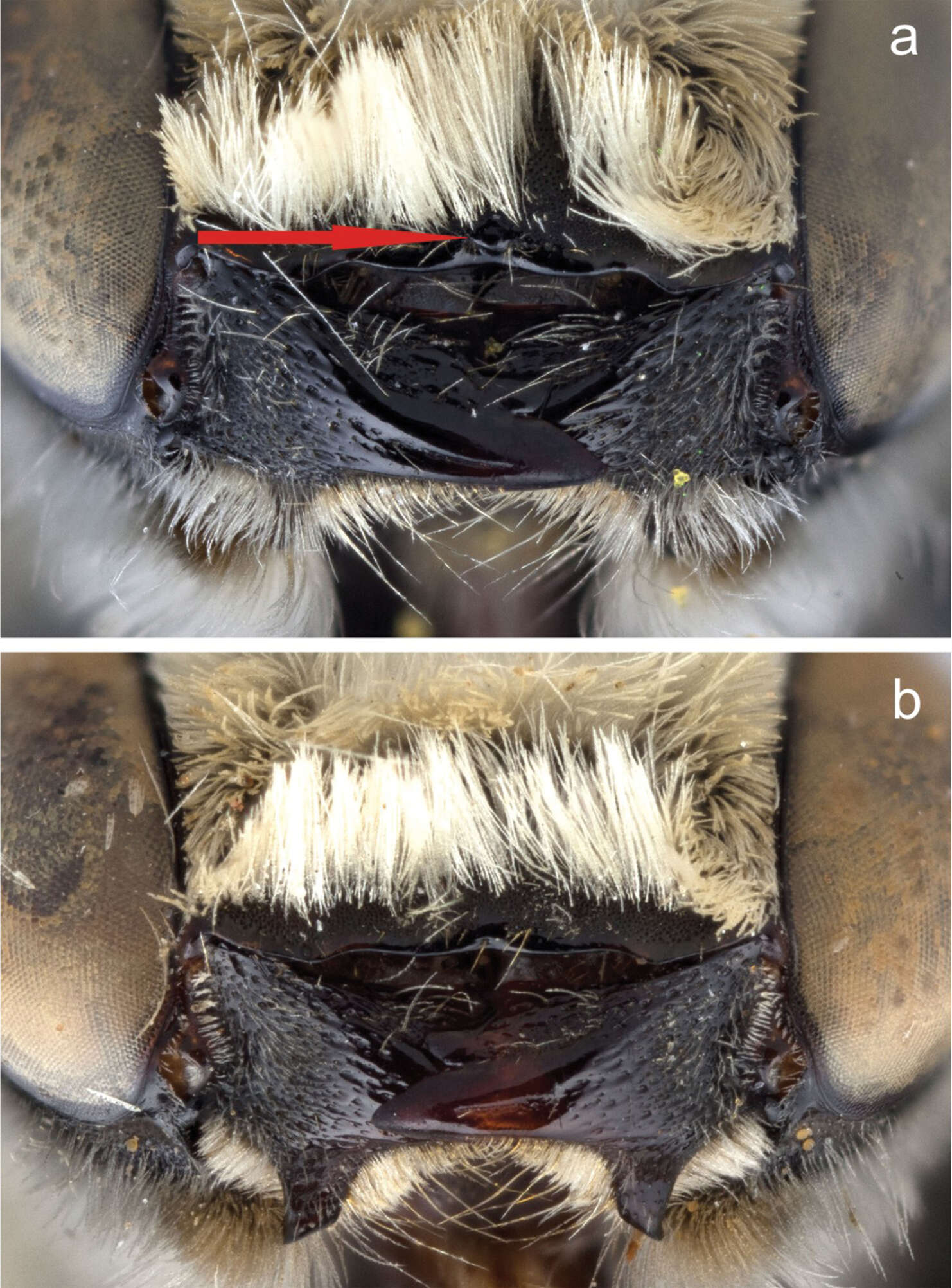 Image of Megachile (Megachiloides) chomskyi Sheffield