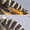 Image of Megachile (Megachiloides) chomskyi Sheffield