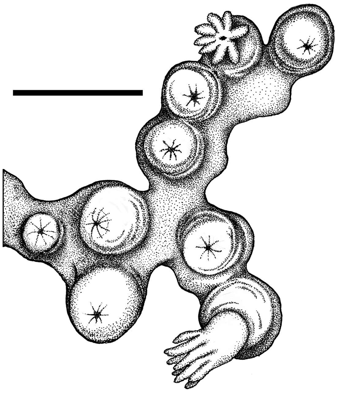 Image of Clavulariidae Hickson 1894