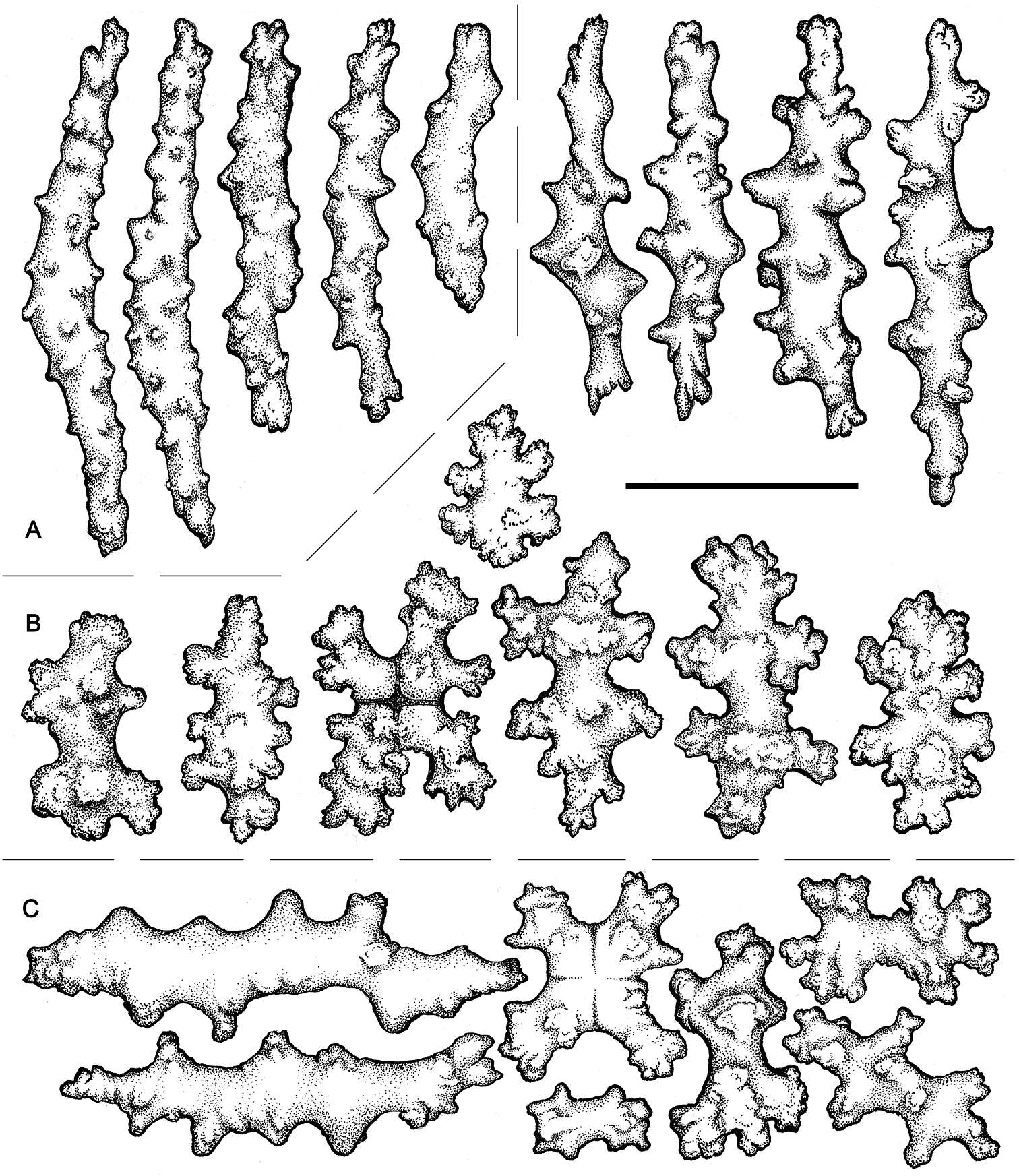 Imagem de Alcyoniidae Lamouroux 1812