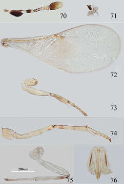 Imagem de Metaphycus fusiformis Wang, Li & Zhang 2013