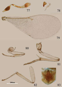 Image of <i>Metaphycus xujiangi</i> Oezdikmen 2011