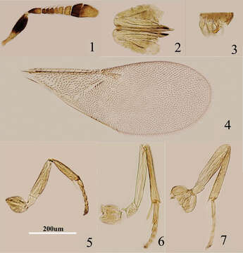 Image de Metaphycus