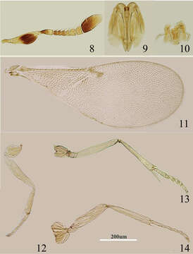 Image de Metaphycus alberti (Howard 1898)