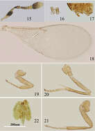 Image de Metaphycus dispar (Mercet 1925)