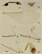 Image of Metaphycus chinensis Wang, Li & Zhang 2013
