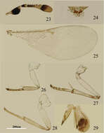 Imagem de Metaphycus chinensis Wang, Li & Zhang 2013