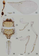 Image de Metaphycus wui Wang, Li & Zhang 2013