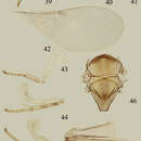 Image of Metaphycus stylatus Wang, Li & Zhang 2013