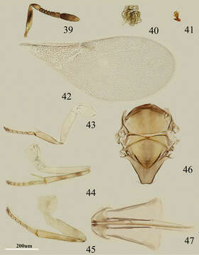 Imagem de Metaphycus stylatus Wang, Li & Zhang 2013