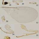 Image of Metaphycus ericeri Trjapitzin 1967