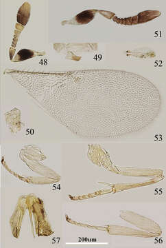 Image of Metaphycus ericeri Trjapitzin 1967