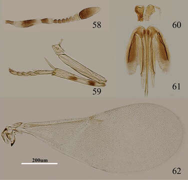 Sivun Metaphycus nadius (Walker 1838) kuva