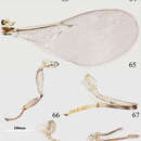 Image of Metaphycus fusiscapus Wang, Li & Zhang 2013