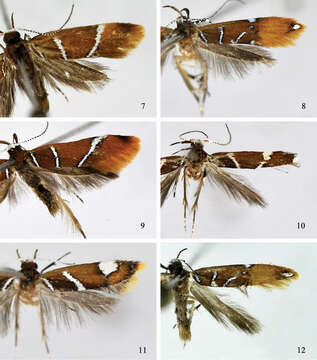 Image de Promalactis spinosicornuta Du & Wang 2013