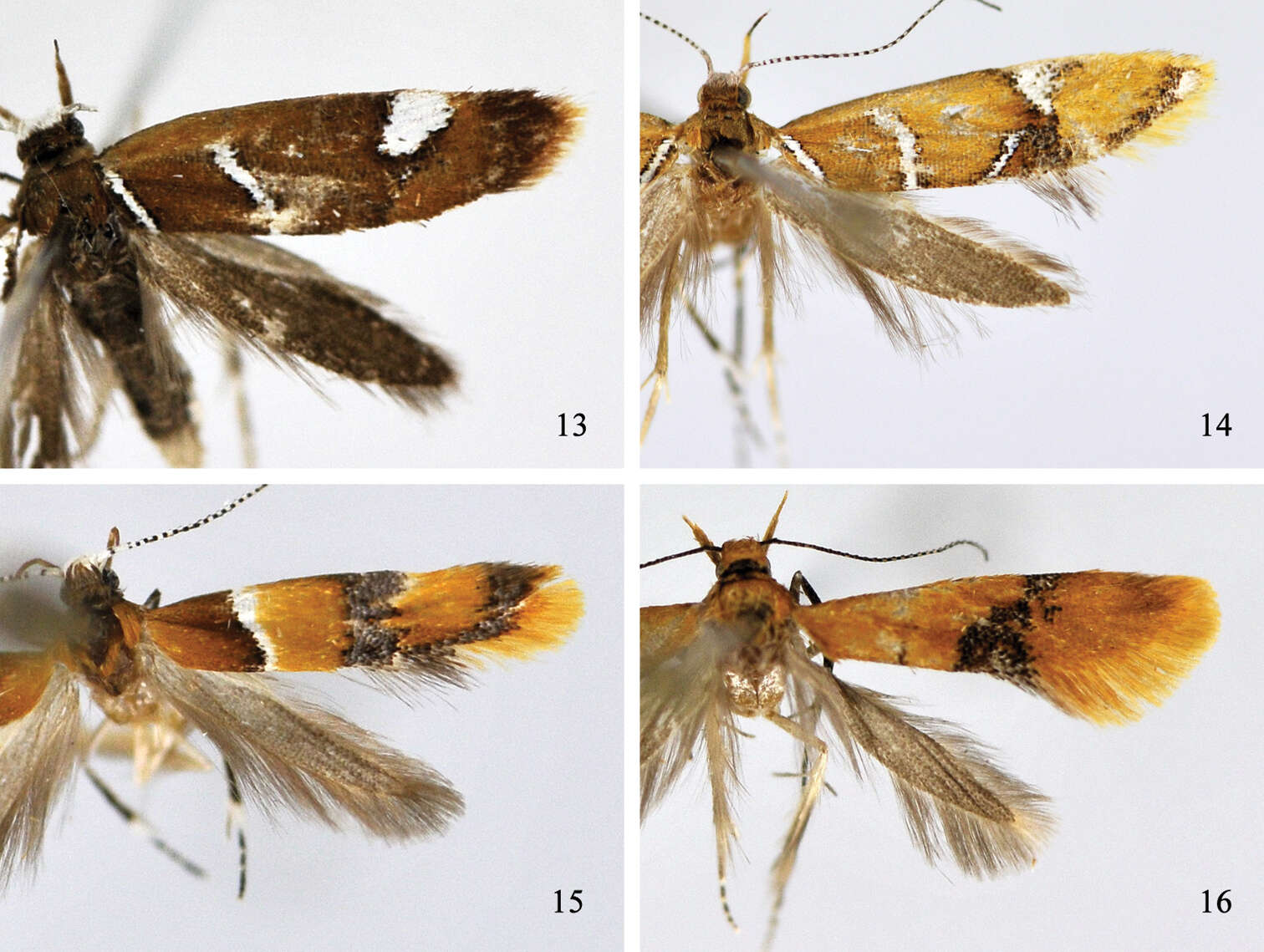 Image de Promalactis flavescens Wang, Zheng & Li 1997