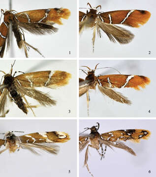 Image de Promalactis bifurciprocessa Du & Wang 2013