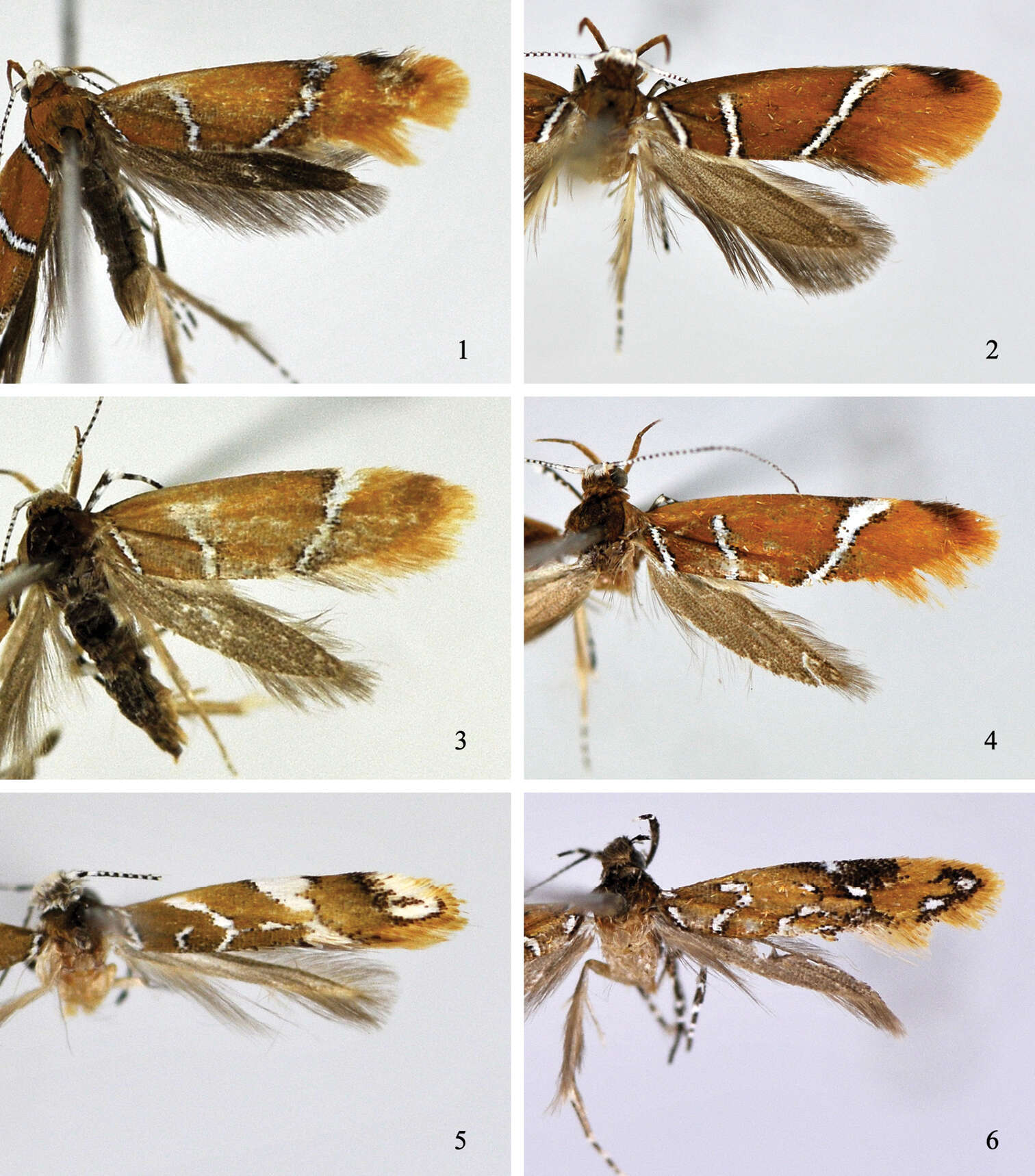 Image de Promalactis convexa Du & Wang 2013