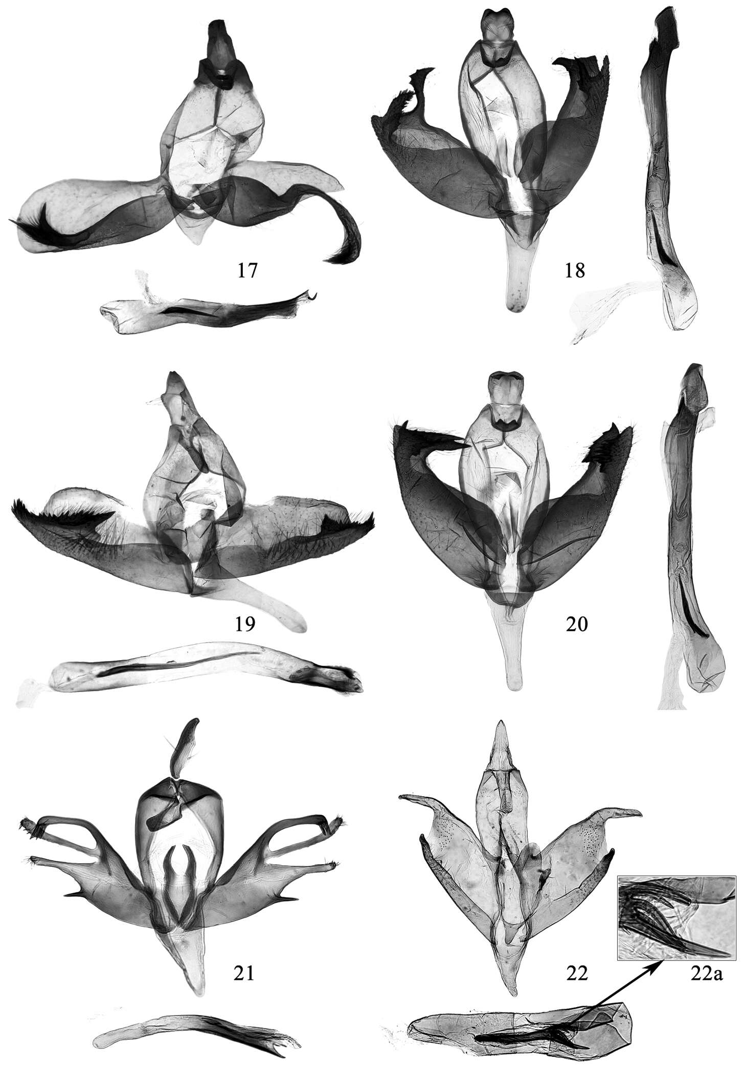 Image de Promalactis convexa Du & Wang 2013