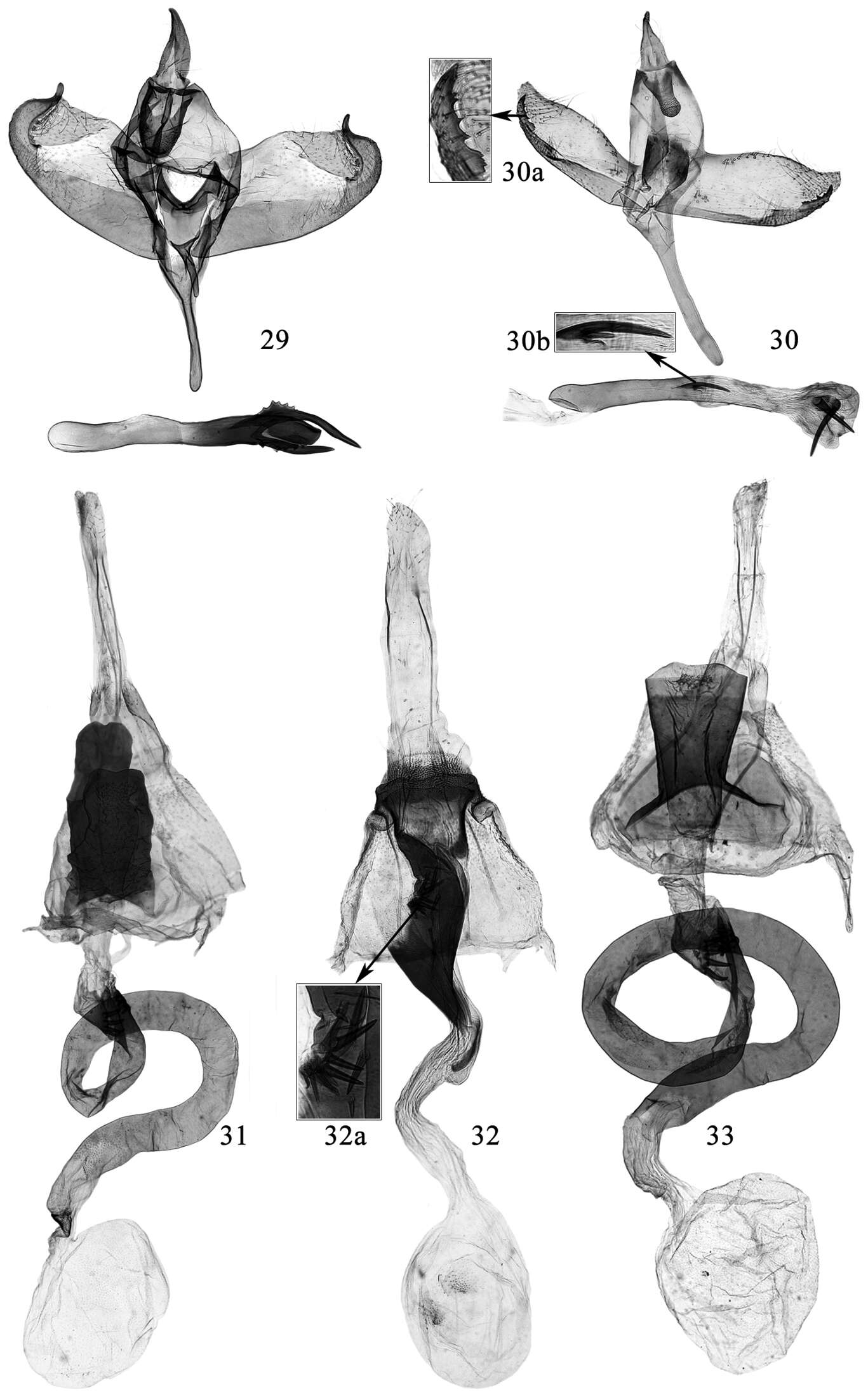 Image de Promalactis papillata Du & Wang 2013