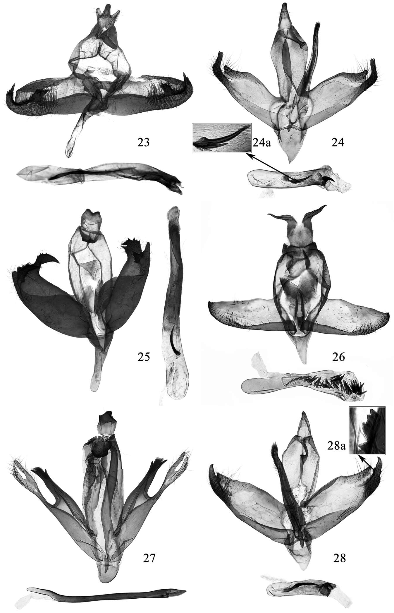 Image de Promalactis scorpioidea Du & Wang 2013