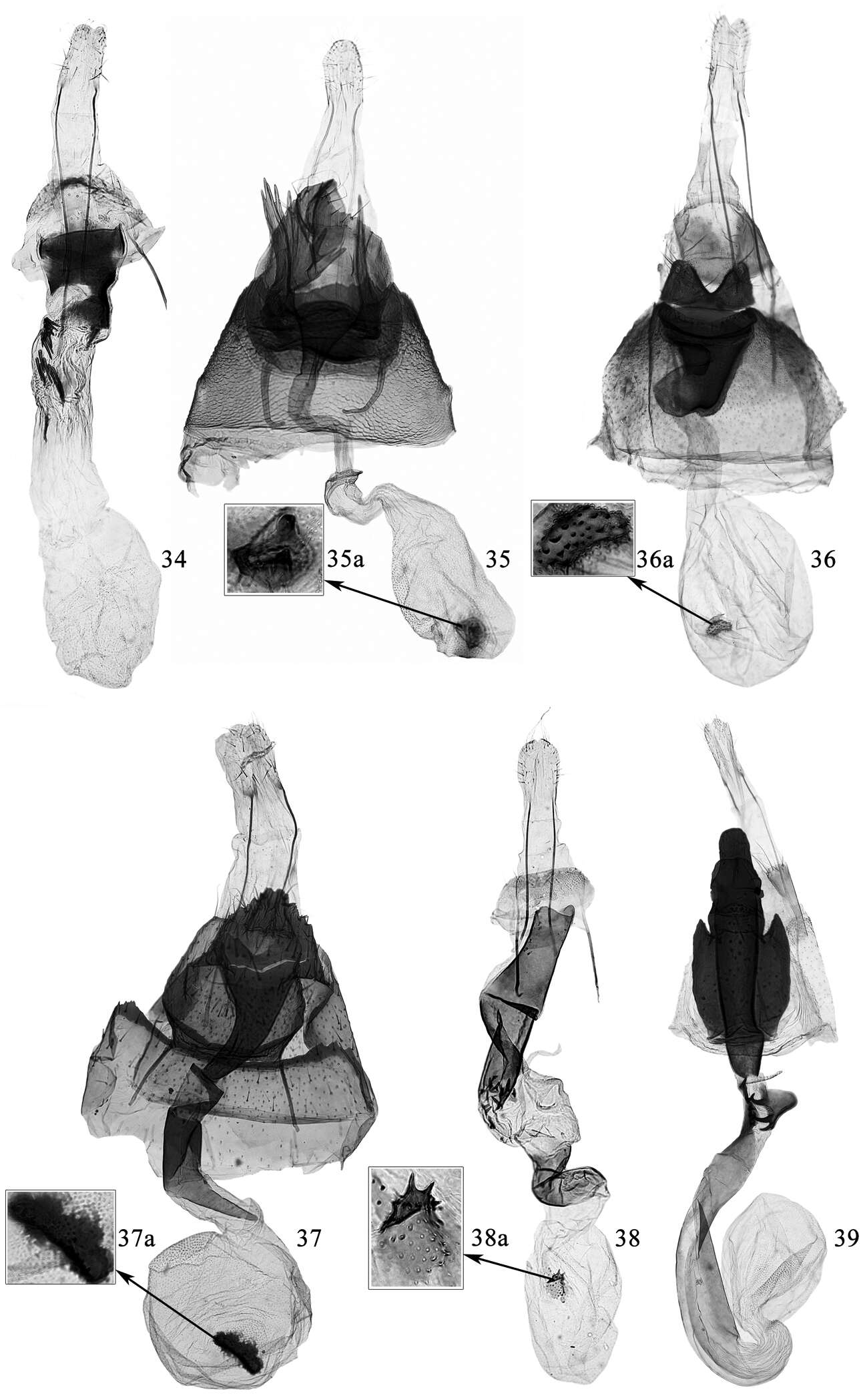 Image de Promalactis serpenticapitata Du & Wang 2013