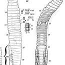 صورة <i>Eisenia nordenskioldi onon</i> Blakemore 2013