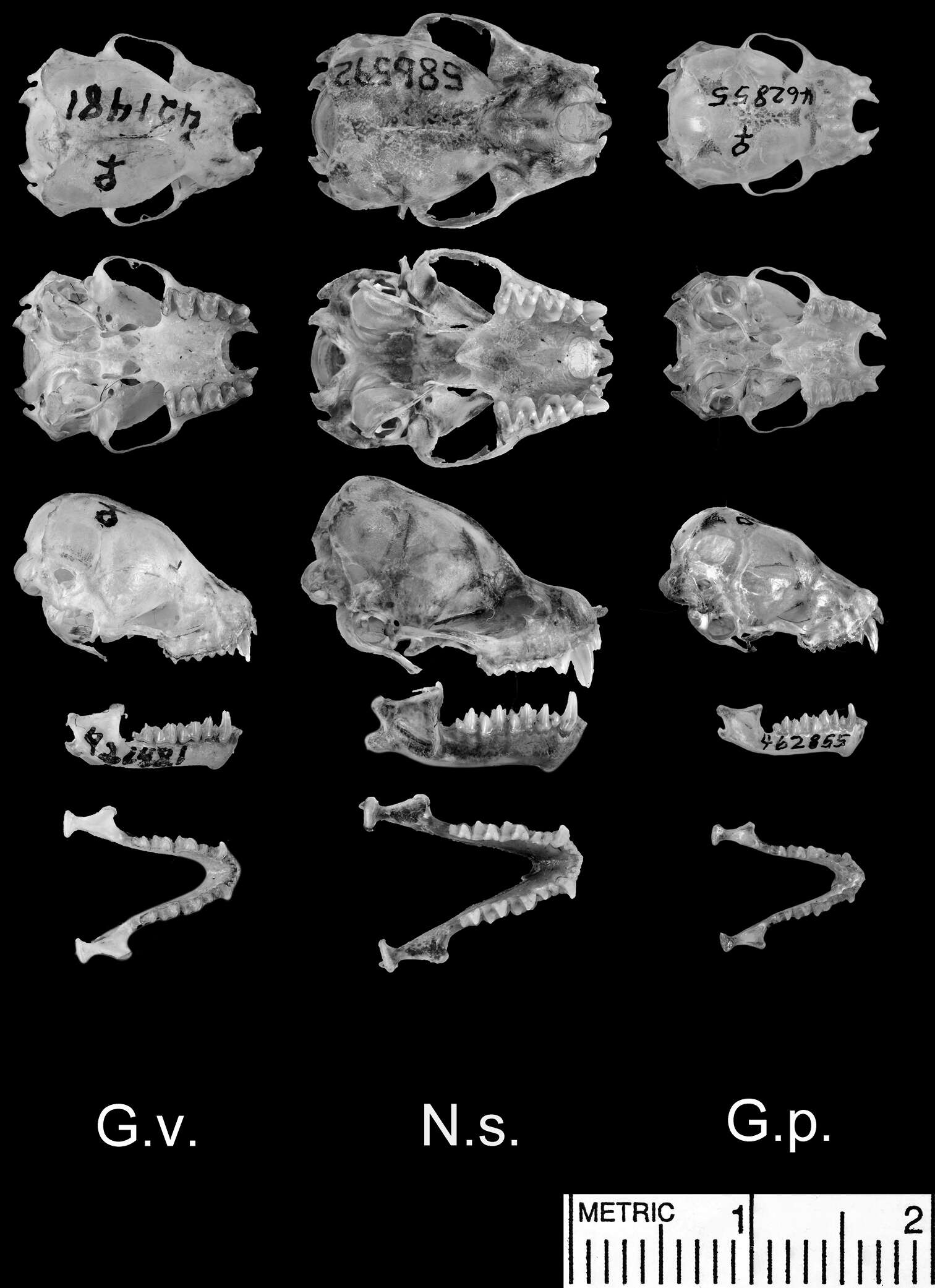 Image of Niumbaha Reeder, Helgen, Vodzak, Lunde & Ejotre 2013