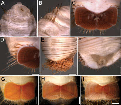 Image of Sternaspis scutata (Ranzani 1817) emended