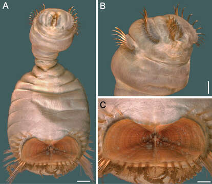 Слика од Sternaspis spinosa Sluiter 1882