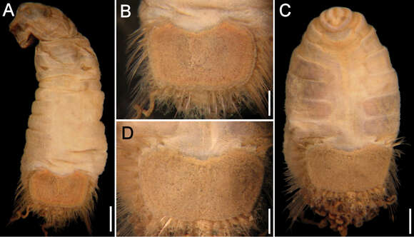 Caulleryaspis laevis (Caullery 1944)的圖片