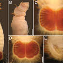 Image of Petersenaspis palpallatoci Sendall & Salazar-Vallejo 2013