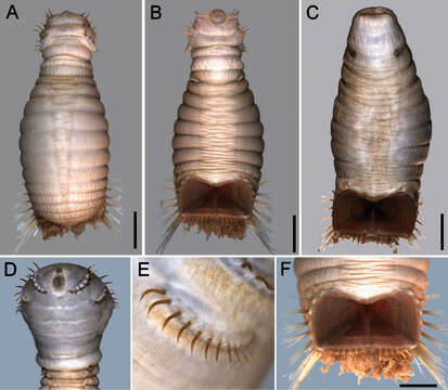 Image of Sternaspis thalassemoides Otto 1820