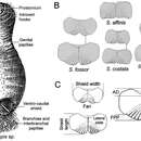 Image of Sternaspis affinis Stimpson 1864