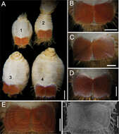 Image of Sternaspis affinis Stimpson 1864