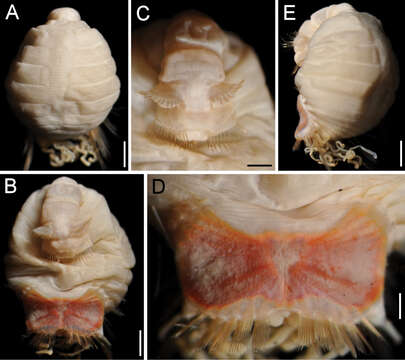 Image of Sternaspis andamanensis Sendall & Salazar-Vallejo 2013