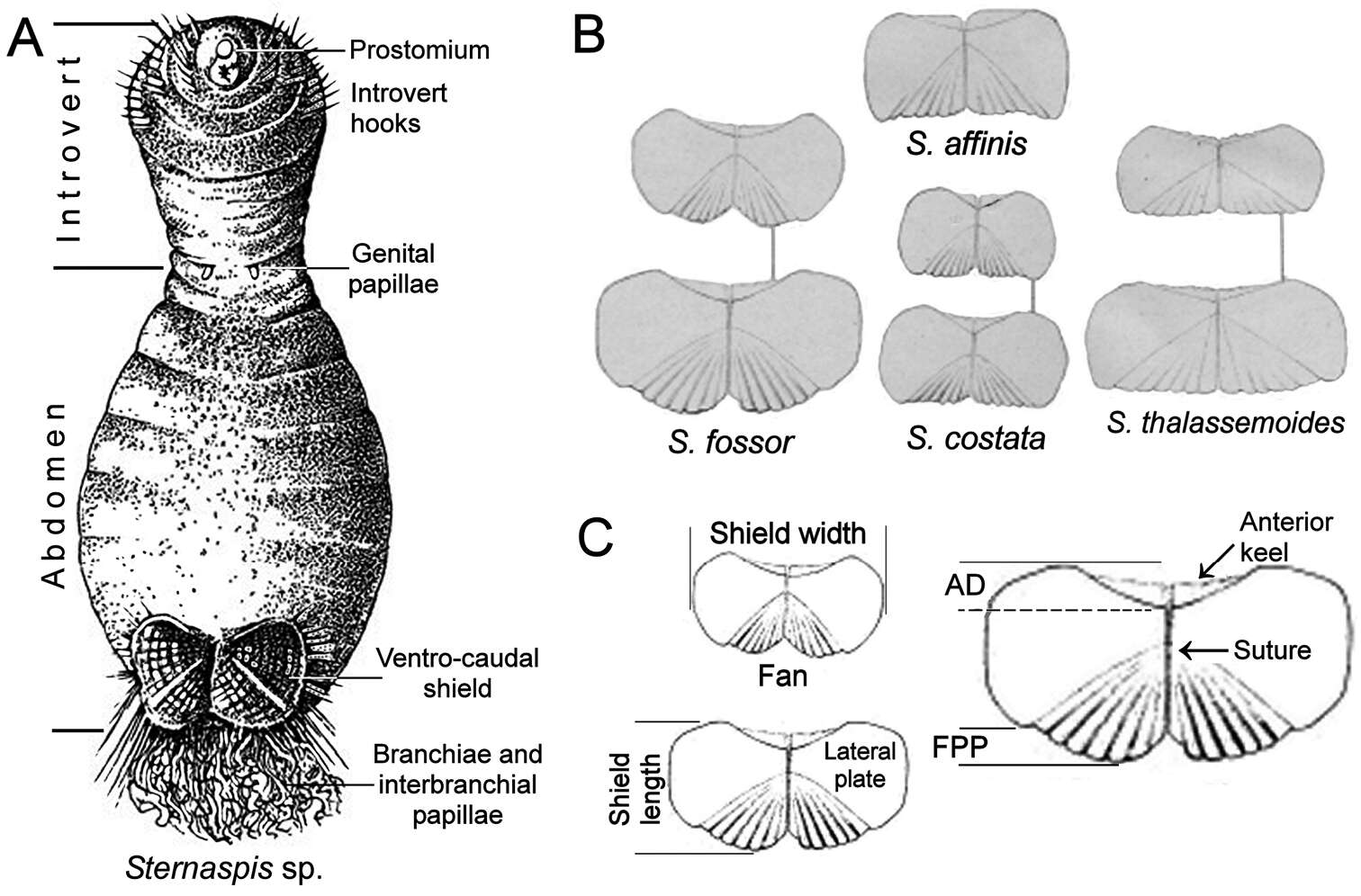 Image of Sternaspis fossor Stimpson 1853