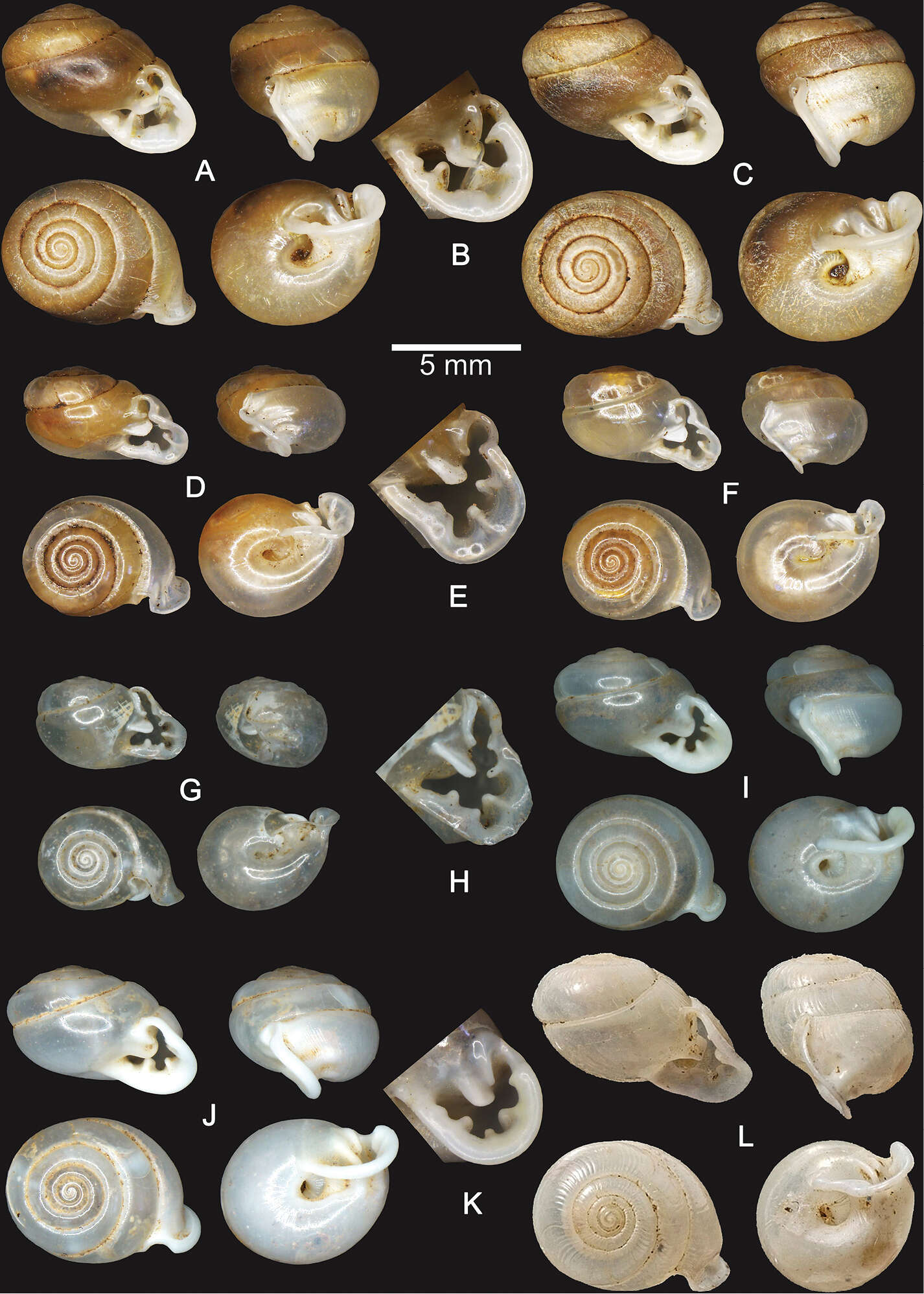 Image of Streptaxoidea J. E. Gray 1860